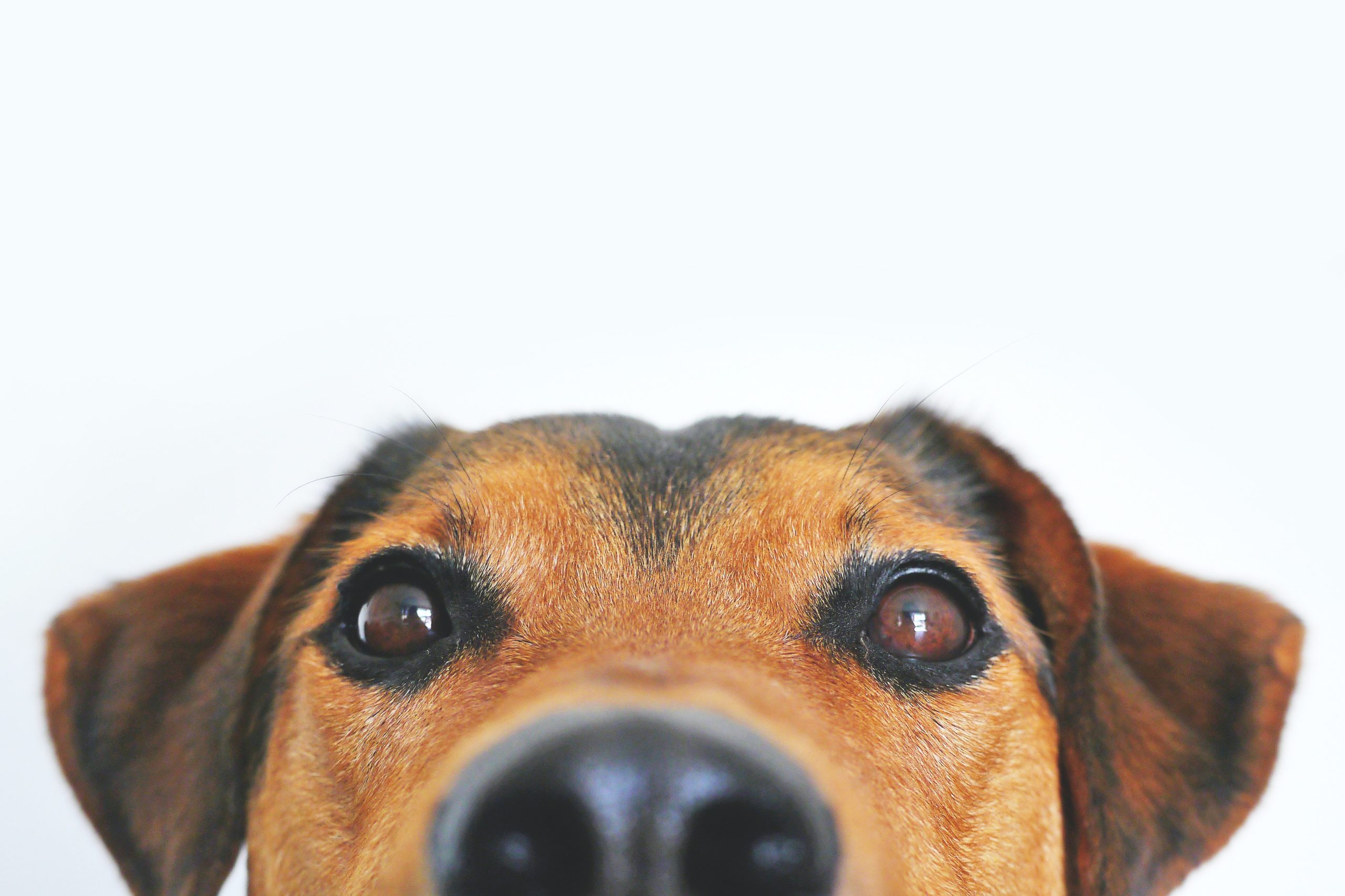 Beagle Pet